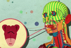 What happens to your brain when you eat sugar -VIDEO